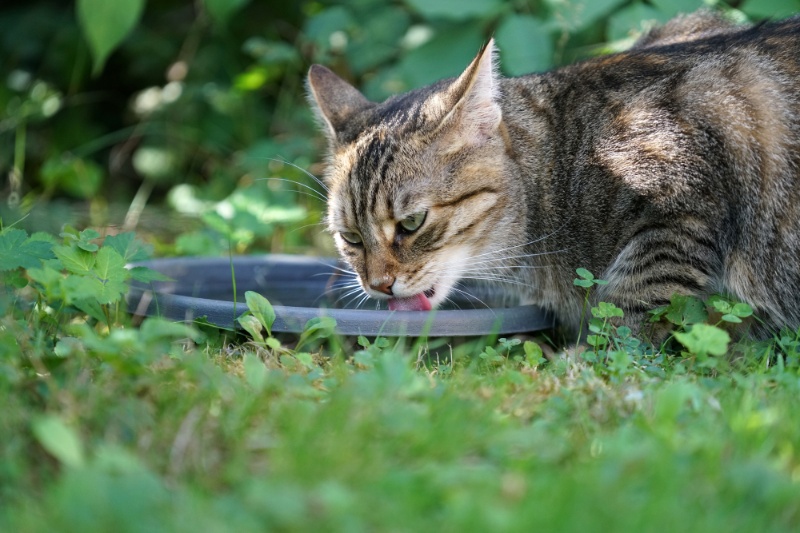 Tips For Keeping Cats Cool During Hot Weather