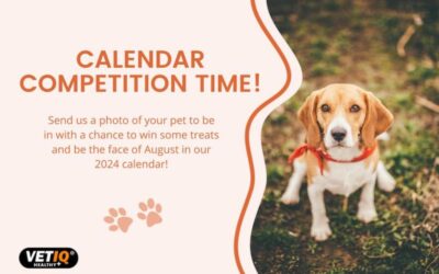 VetIQ Calendar Competition – August 2023