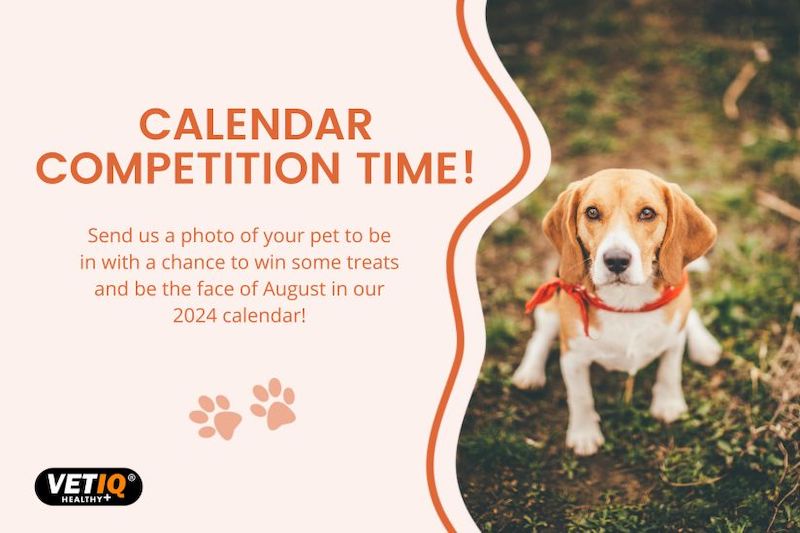 August Pet Calendar Competition - VETIQ UK