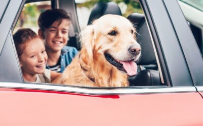 Tips To Help Reduce Dog Anxiety In Cars