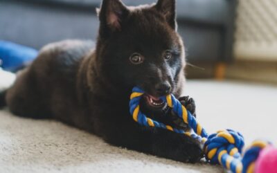 The Benefits Of Puppy Teething Gel
