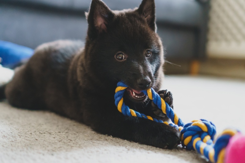 The Benefits Of Puppy Teething Gel - VETIQ (1)