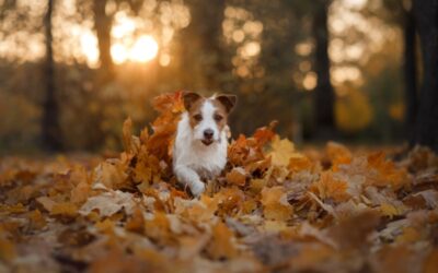 Tips For Helping Your Dog Lose Weight This Autumn