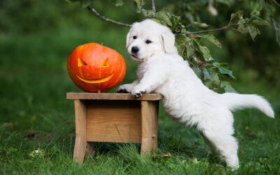 How To Calm Your Dog During Fireworks This Halloween