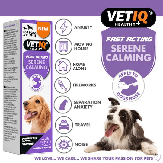 How To Calm Your Dog During Fireworks This Halloween - VETIQ (4)
