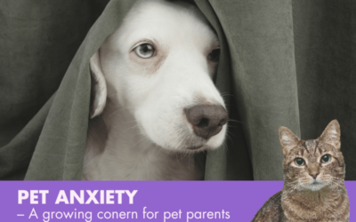 Pet Anxiety – A Growing Concern For Pet Parents