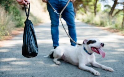 5 Strategies To Stop Your Dog Eating Poop