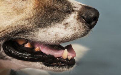 6 Common Causes Of Bad Dog Breath