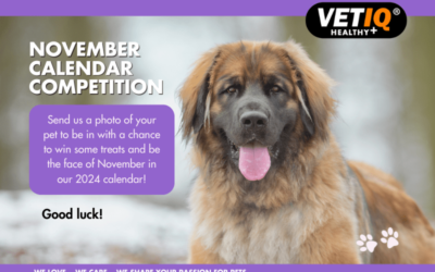 VetIQ Calendar Competition – November 2023