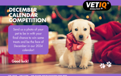 VetIQ Calendar Competition – December 2023