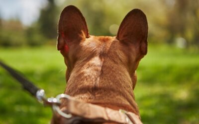 Ear Infections In Pets: How To Spot Them, Treat Them, And Prevent Them!