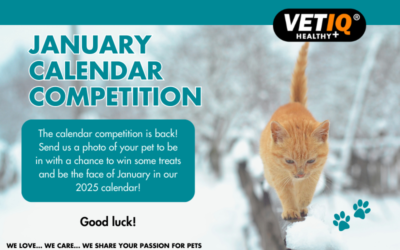 VETIQ Calendar Competition – January 2024