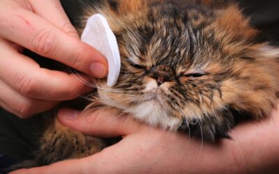 Pet Tear Stain Removal: An Owner’s Guide To Stain-Free Cats And Dogs!
