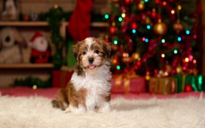 Six Helpful Tips For Preventing Dog Anxiety At Christmas