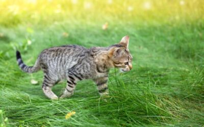 Easing The Aches: Dealing With Joint Problems In Cats