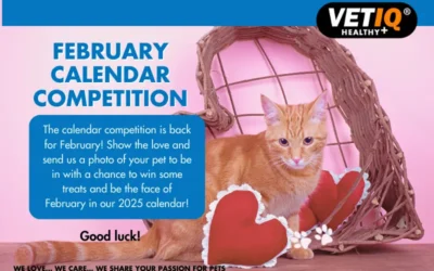 VETIQ Calendar Competition February 2024