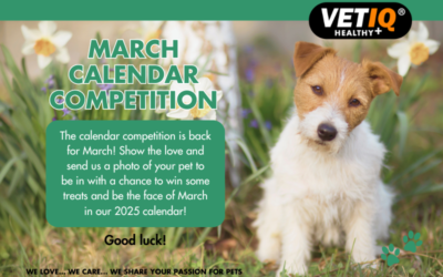 VETIQ Calendar Competition March 2024