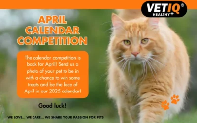 VETIQ Calendar Competition April 2024