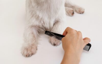 What To Do If Your Pet Has Fleas!