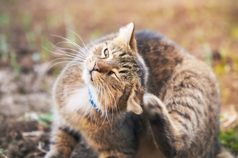 Fleas In Cats And Dogs - The Risks And Solutions - VETIQ (1)