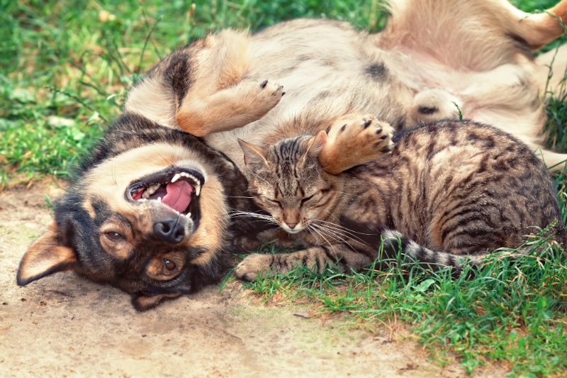 Fleas In Cats And Dogs - The Risks And Solutions - VETIQ (3)