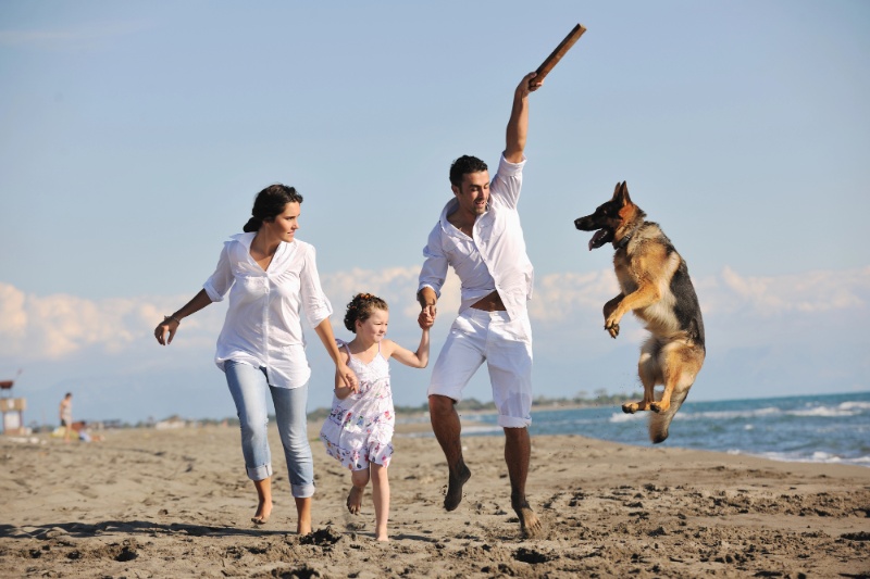 Great Tips For Travelling With Pets This Summer - VETIQ (4)