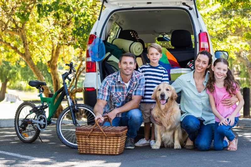 Great Tips For Travelling With Pets This Summer - VETIQ (6)