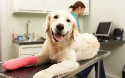 How To Keep Your Pet Calm At The Vet