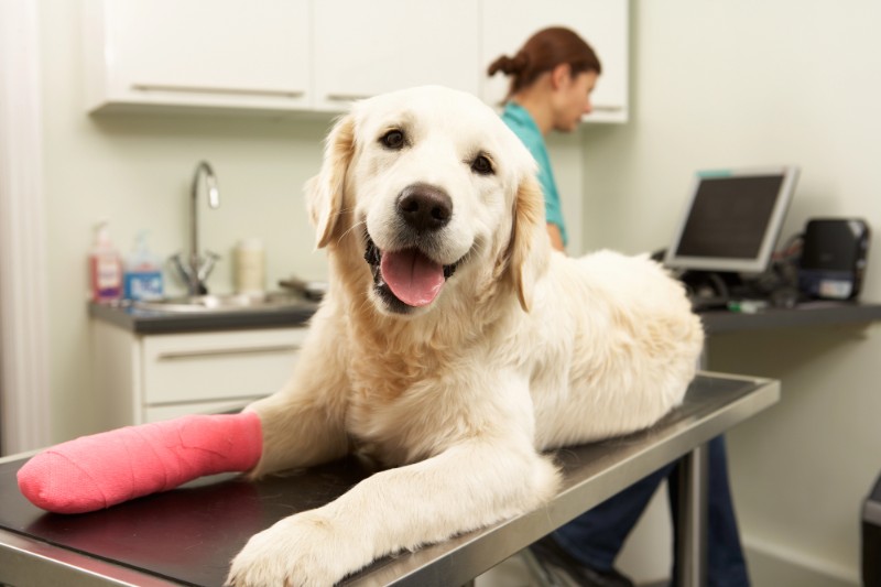 How To Keep Your Pet Calm At The Vet - VETIQ (1)