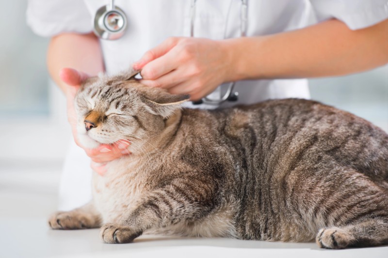 How To Keep Your Pet Calm At The Vet - VETIQ (2)