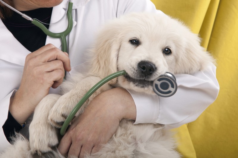 How To Keep Your Pet Calm At The Vet - VETIQ (3)