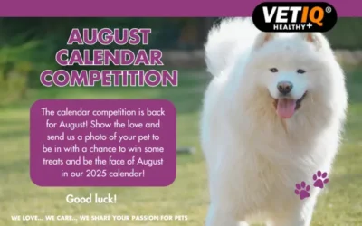 VETIQ Calendar Competition August 2024