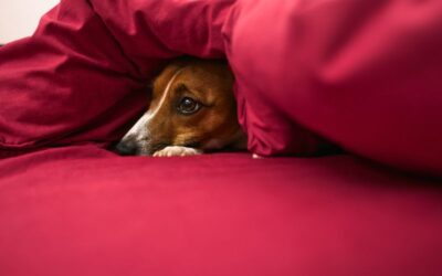 How To Calm An Anxious Pet – A Guide For Dogs, Cats & Small Animals