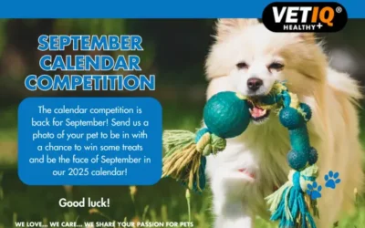 VETIQ Calendar Competition September 2024