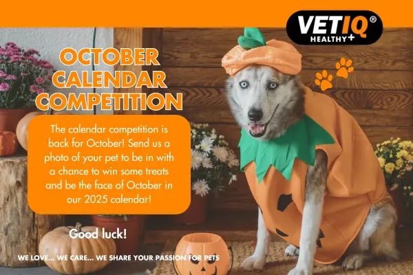 VETIQ Calendar Competition October 2024